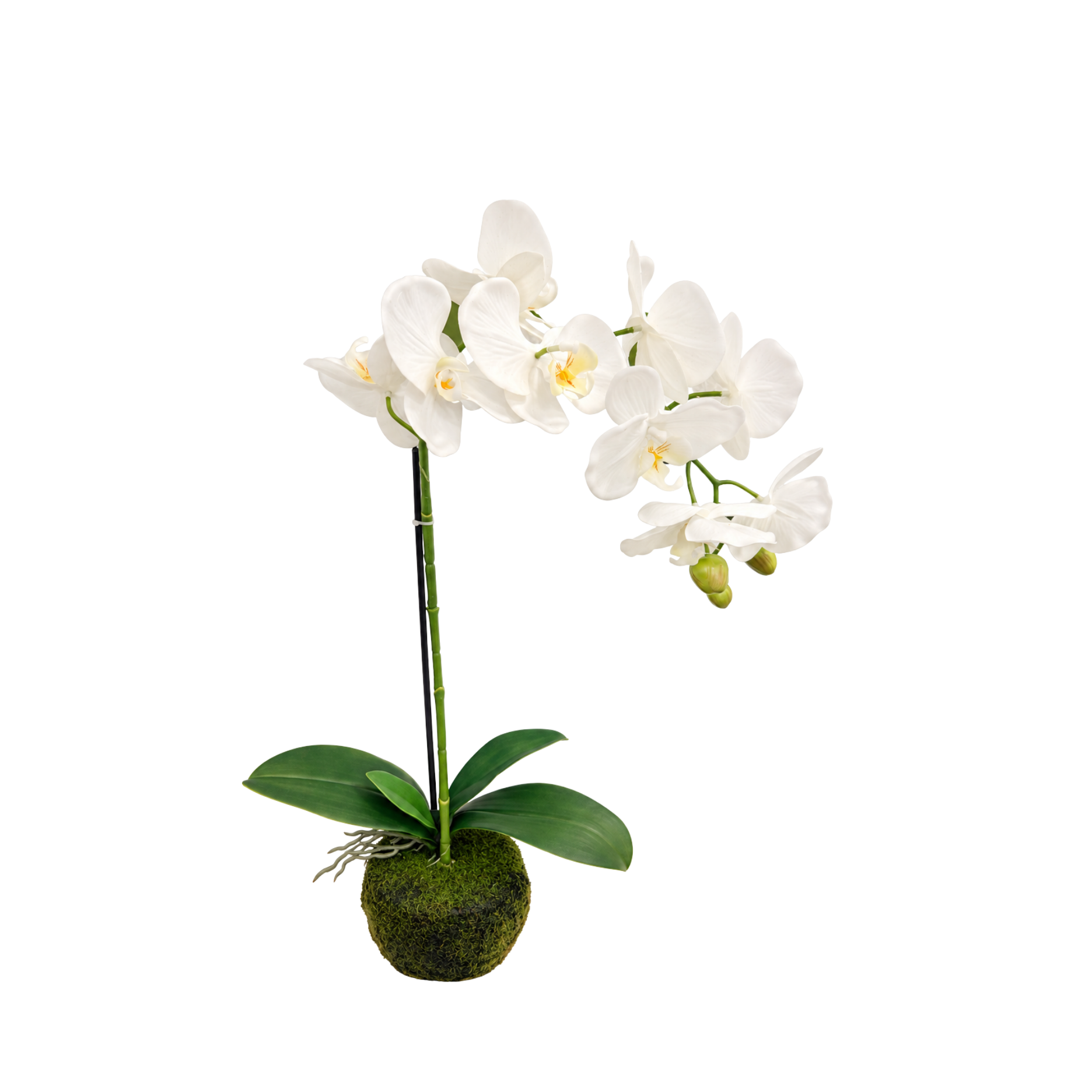 Realtouch Orchidee im Moostopf