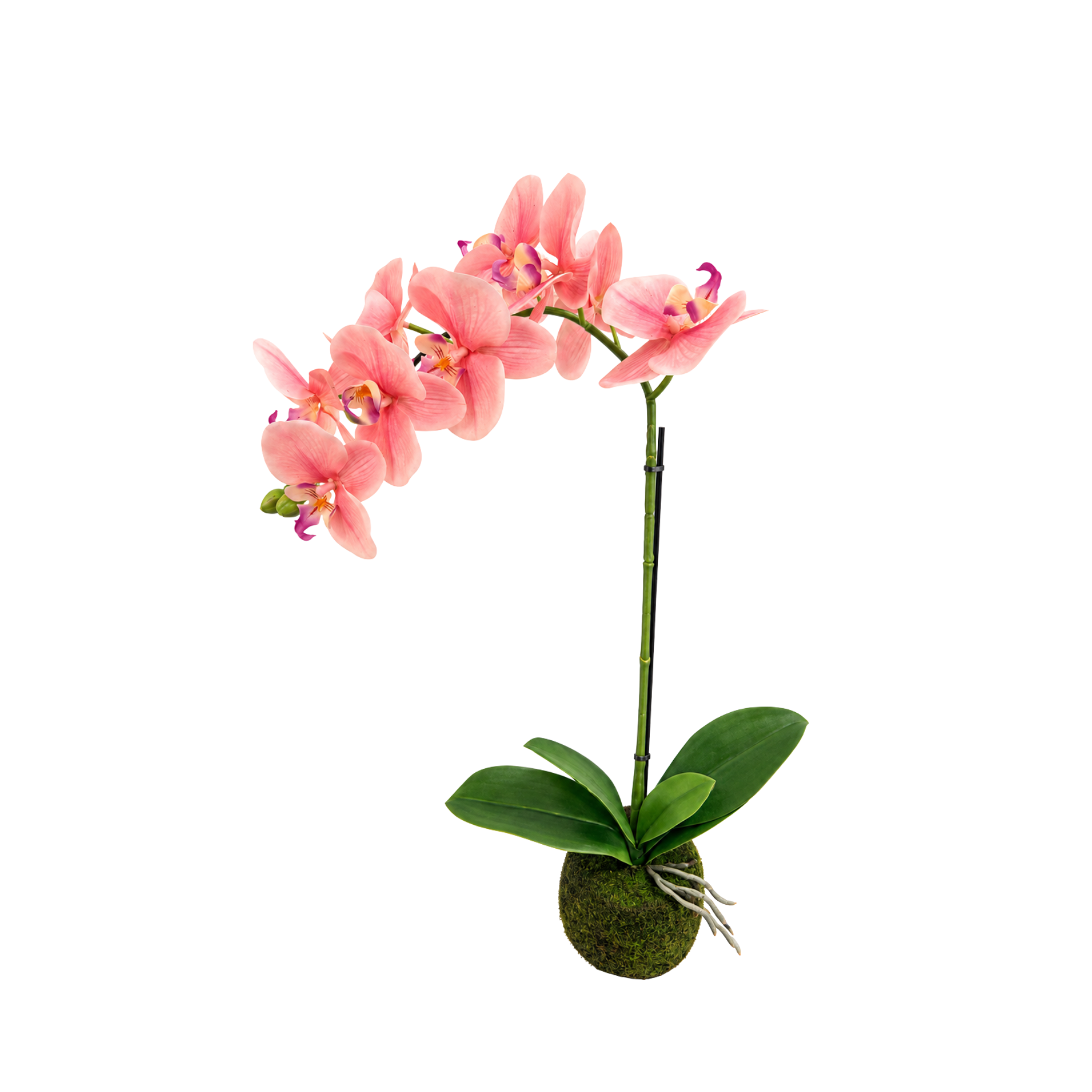 Realtouch Orchidee im Moostopf